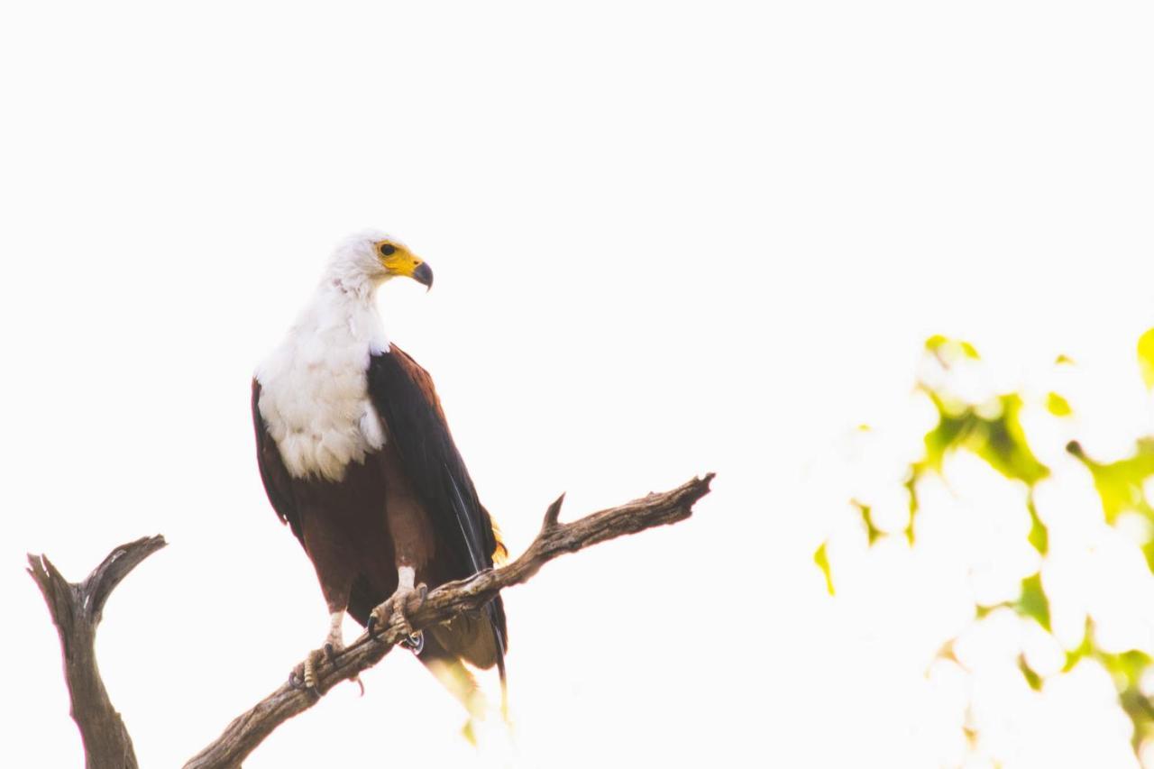 Chobe Safari Lodges Kasane Eksteriør billede